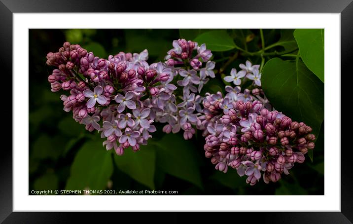 Blossoming Lilac Framed Mounted Print by STEPHEN THOMAS