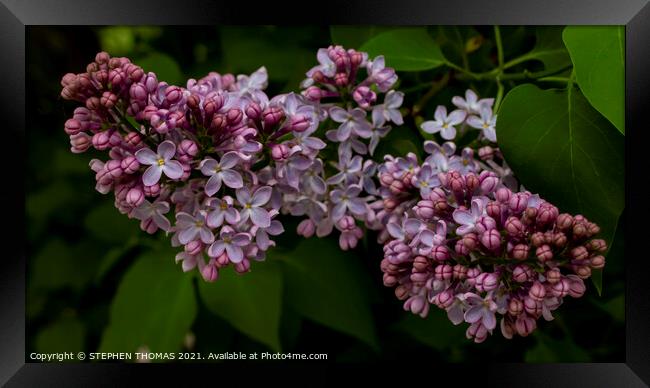 Blossoming Lilac Framed Print by STEPHEN THOMAS