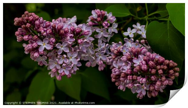 Blossoming Lilac Print by STEPHEN THOMAS