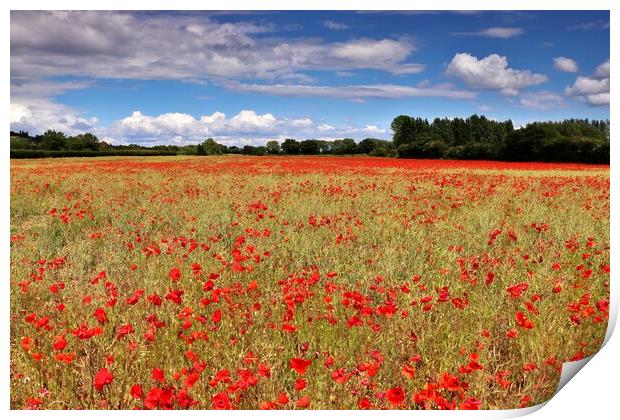 Poppy Field in the Cotswolds Print by Susan Snow