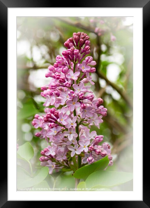 Lilac Rejoice Framed Mounted Print by STEPHEN THOMAS