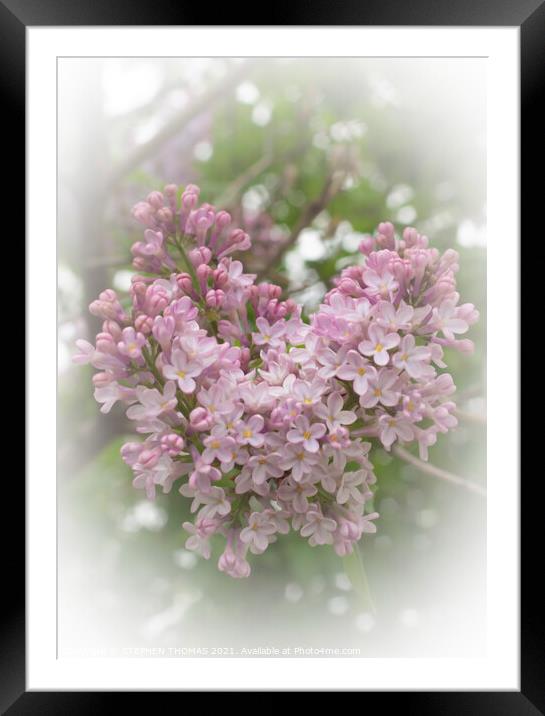 Lilac Love Framed Mounted Print by STEPHEN THOMAS
