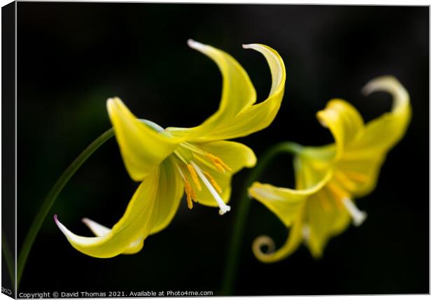 The Fragile Elegance of a Dogs Tooth Violet Canvas Print by David Thomas