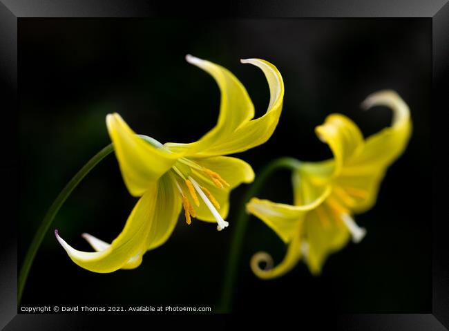 The Fragile Elegance of a Dogs Tooth Violet Framed Print by David Thomas