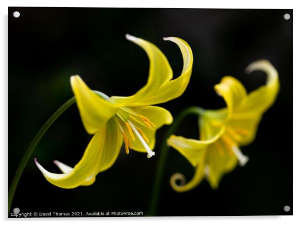 The Fragile Elegance of a Dogs Tooth Violet Acrylic by David Thomas