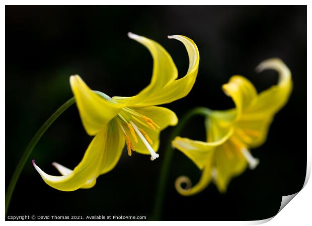 The Fragile Elegance of a Dogs Tooth Violet Print by David Thomas