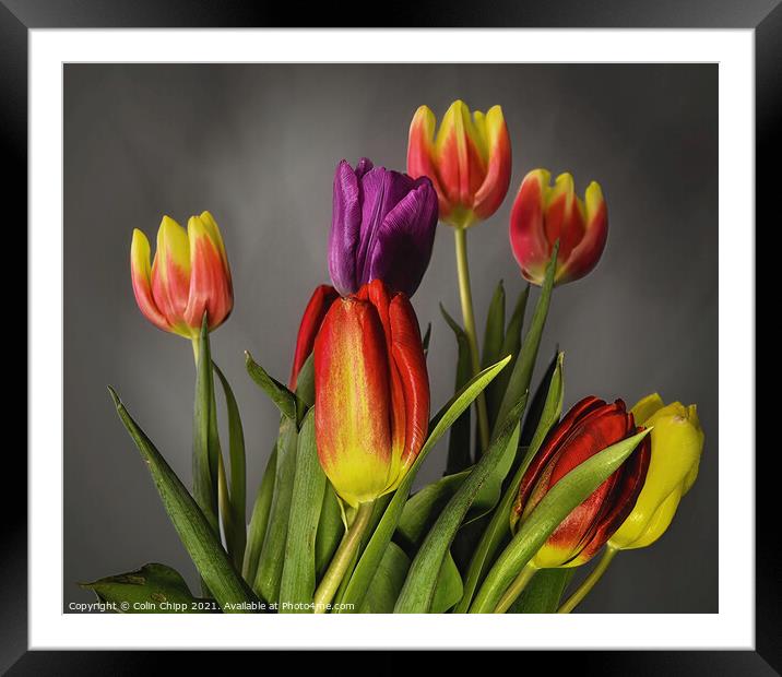 Tulips Framed Mounted Print by Colin Chipp