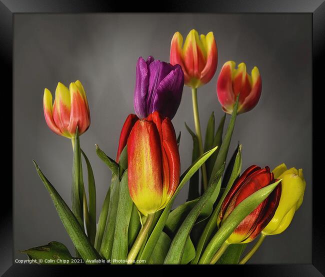 Tulips Framed Print by Colin Chipp