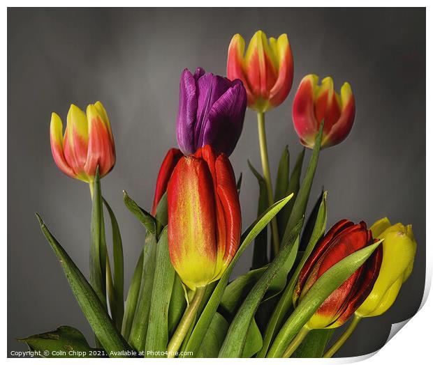 Tulips Print by Colin Chipp