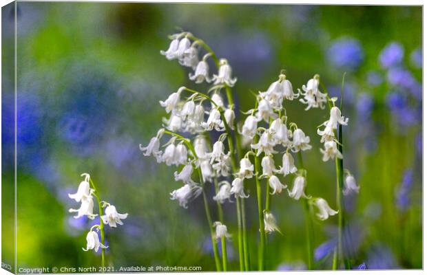 Whitebells of Grass Woods. Canvas Print by Chris North