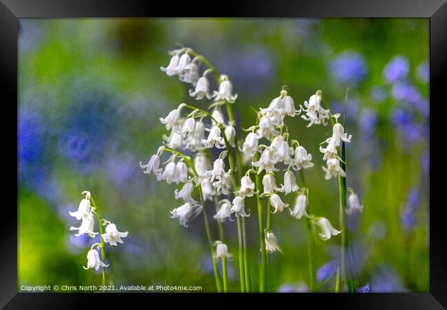 Whitebells of Grass Woods. Framed Print by Chris North