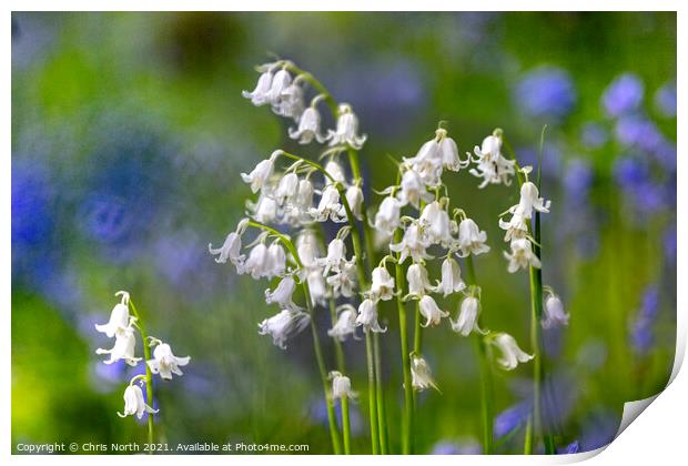 Whitebells of Grass Woods. Print by Chris North