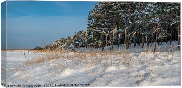 Yellow grass covered in snow in sea coast Canvas Print by Maria Vonotna