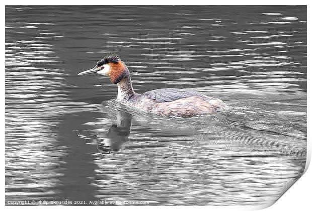 Great Crested Grebe Print by Philip Skourides