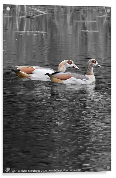 Egyptian Geese Acrylic by Philip Skourides