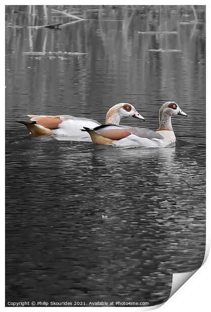 Egyptian Geese Print by Philip Skourides