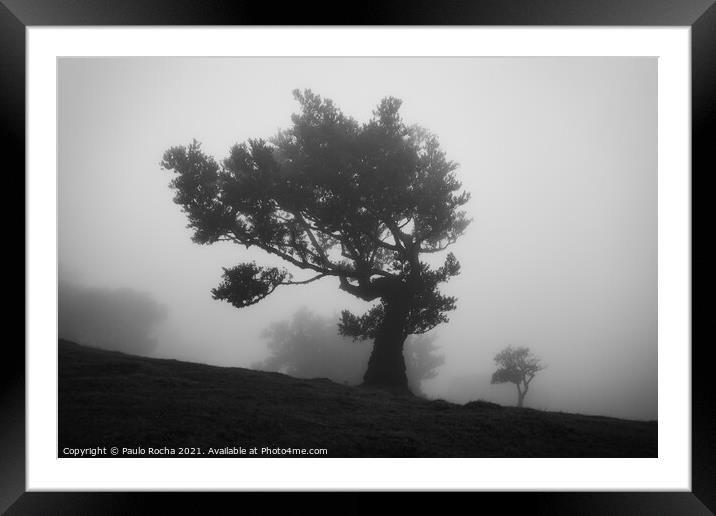 Misty landscape with Til trees in Fanal, Madeira i Framed Mounted Print by Paulo Rocha