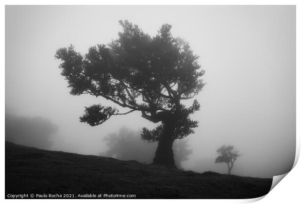 Misty landscape with Til trees in Fanal, Madeira i Print by Paulo Rocha