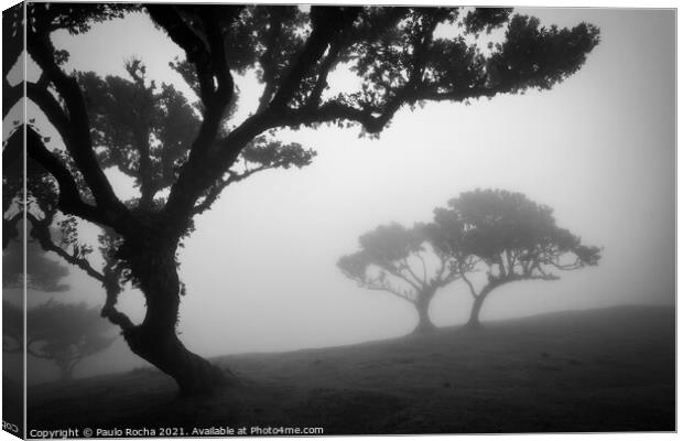 Misty landscape with Til trees in Fanal, Madeira i Canvas Print by Paulo Rocha