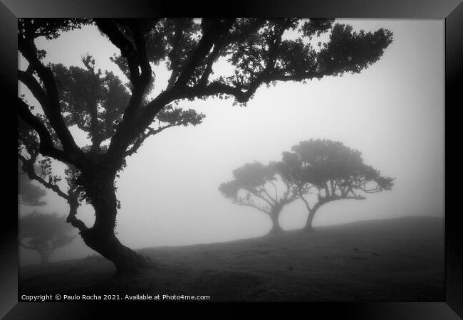 Misty landscape with Til trees in Fanal, Madeira i Framed Print by Paulo Rocha