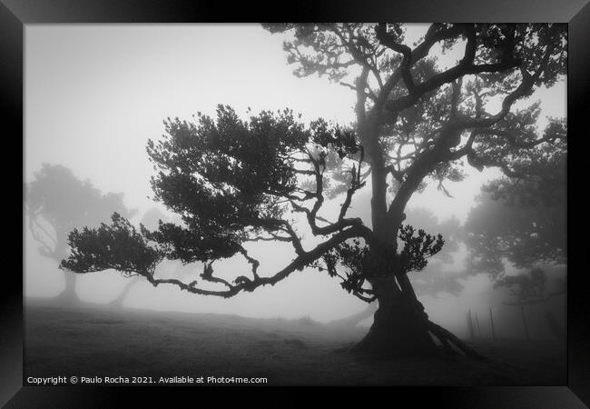 Misty landscape with Til trees in Fanal, Madeira i Framed Print by Paulo Rocha