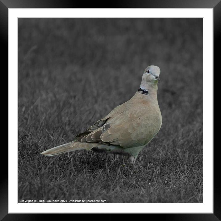 Collared Dove Framed Mounted Print by Philip Skourides