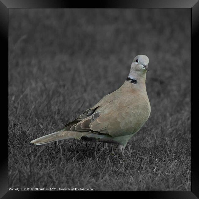 Collared Dove Framed Print by Philip Skourides