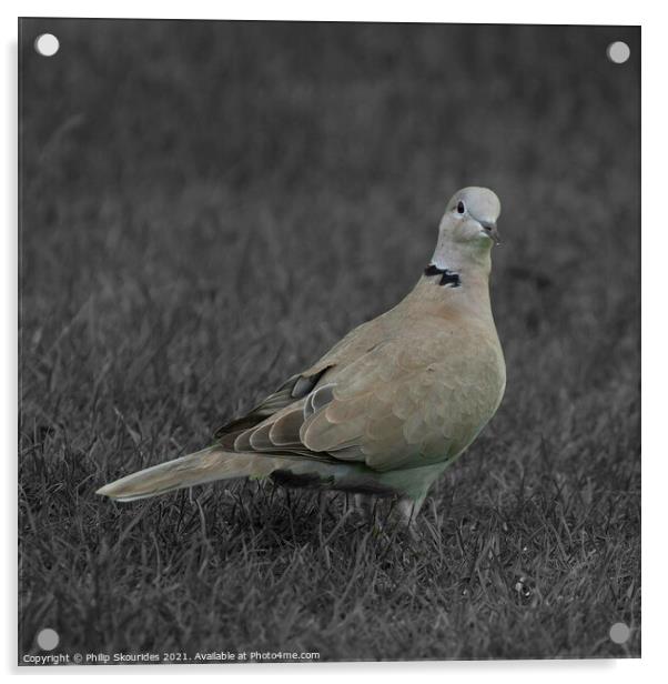 Collared Dove Acrylic by Philip Skourides