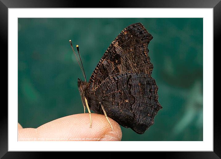 Buterfly on Fred's finger  Framed Mounted Print by Philip Skourides