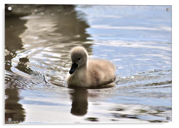 Young cygnet just a few days old Acrylic by Rosie Spooner