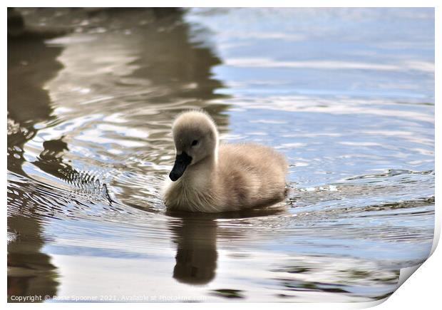 Young cygnet just a few days old Print by Rosie Spooner
