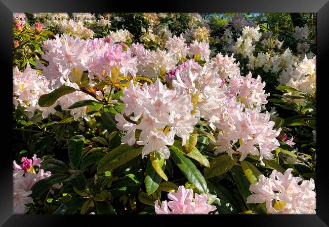 Rhododendron Macro  Framed Print by Jim Jones