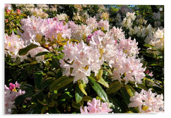 Rhododendron Macro  Acrylic by Jim Jones