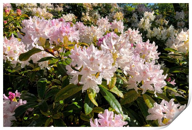 Rhododendron Macro  Print by Jim Jones