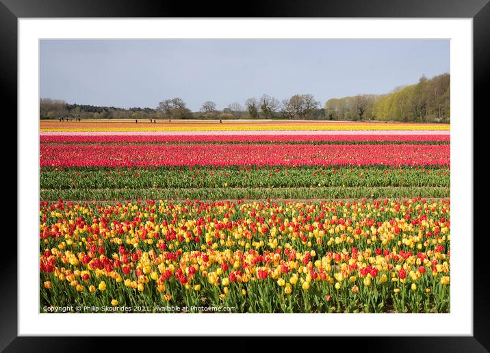 Tulip Fields Framed Mounted Print by Philip Skourides