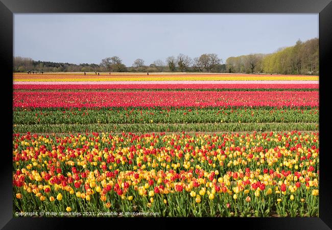 Tulip Fields Framed Print by Philip Skourides