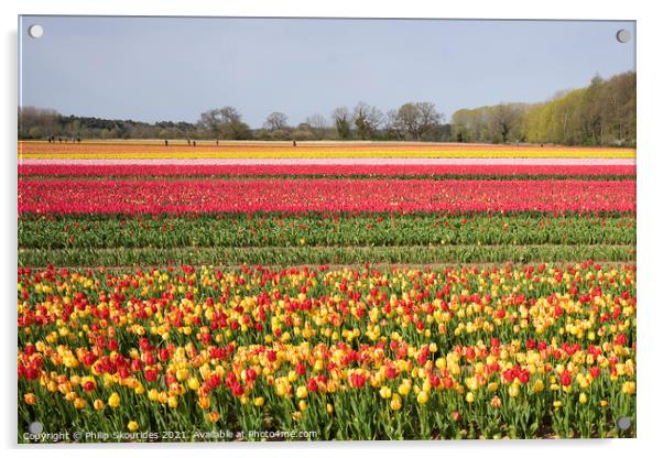 Tulip Fields Acrylic by Philip Skourides