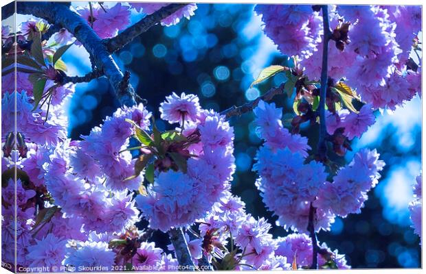 Cherry blossom Canvas Print by Philip Skourides