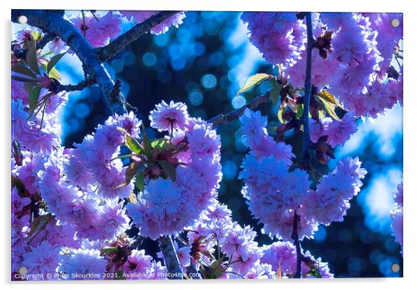 Cherry blossom Acrylic by Philip Skourides