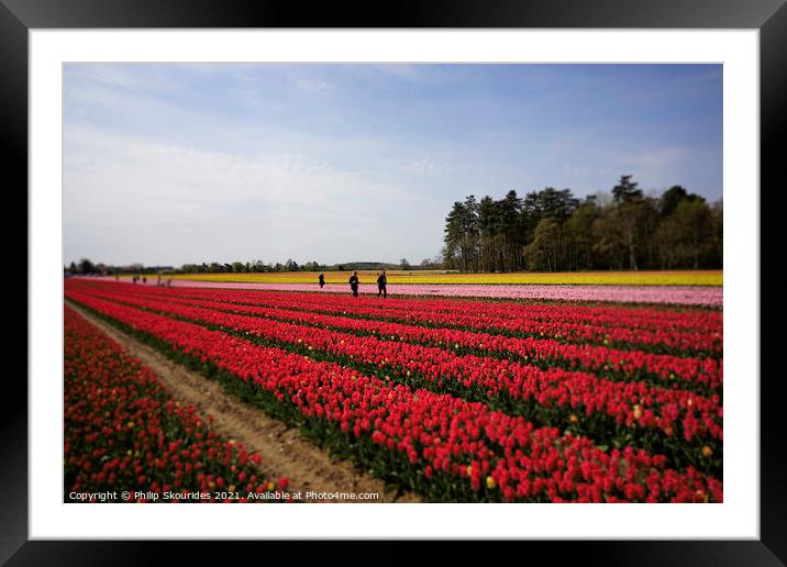 Tulip field Framed Mounted Print by Philip Skourides