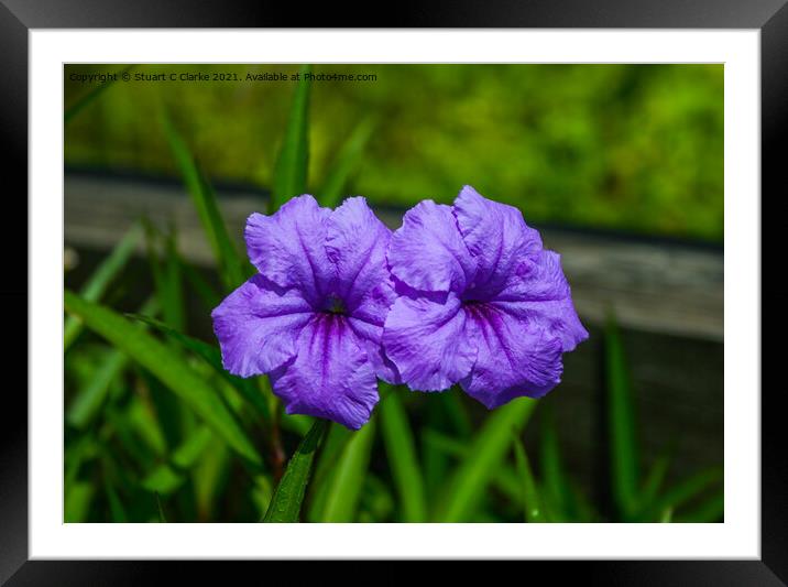 Purple Petunia Framed Mounted Print by Stuart C Clarke