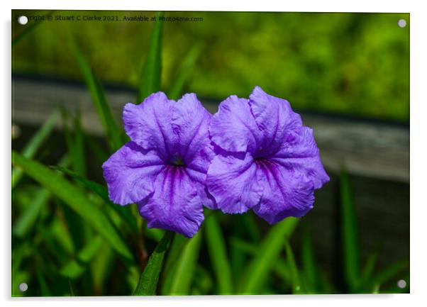 Purple Petunia Acrylic by Stuart C Clarke