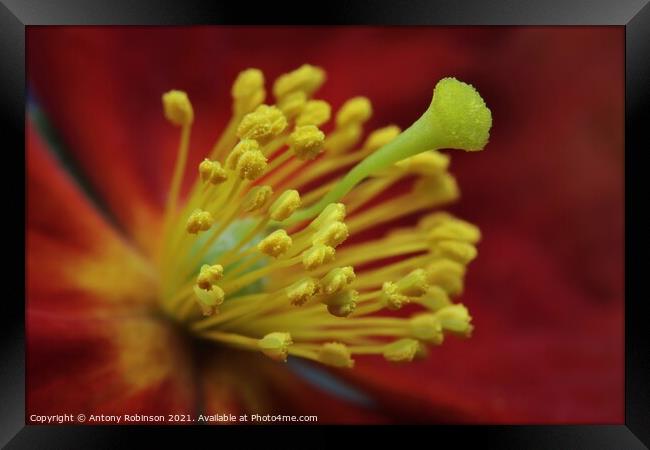 Rock Rose  Framed Print by Antony Robinson