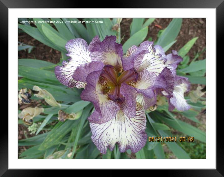 Plant flower Framed Mounted Print by Barbara Rea