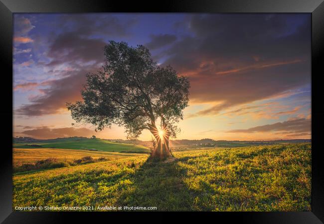Olive tree at sunset. Tuscany Framed Print by Stefano Orazzini