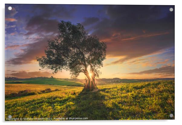 Olive tree at sunset. Tuscany Acrylic by Stefano Orazzini