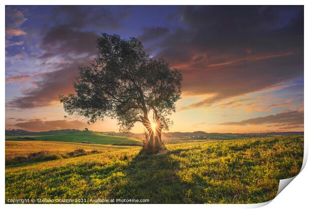Olive tree at sunset. Tuscany Print by Stefano Orazzini