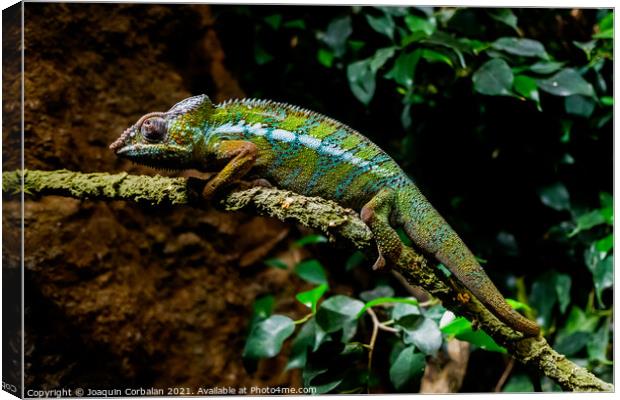 A chameleon, Furcifer pardalis, rests on a branch at sunset. Canvas Print by Joaquin Corbalan