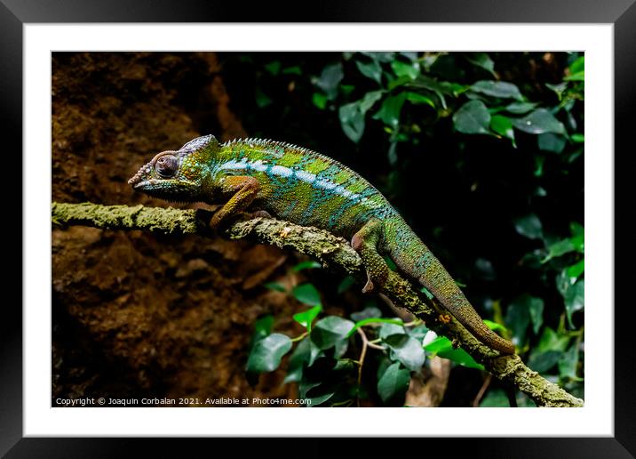 A chameleon, Furcifer pardalis, rests on a branch at sunset. Framed Mounted Print by Joaquin Corbalan