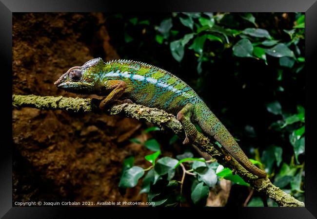 A chameleon, Furcifer pardalis, rests on a branch at sunset. Framed Print by Joaquin Corbalan
